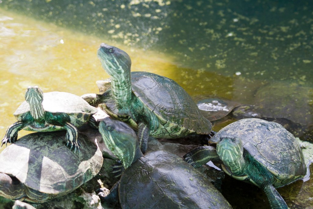 02-At the crocodile farm, small turtles.jpg - At the crocodile farm, small turtles